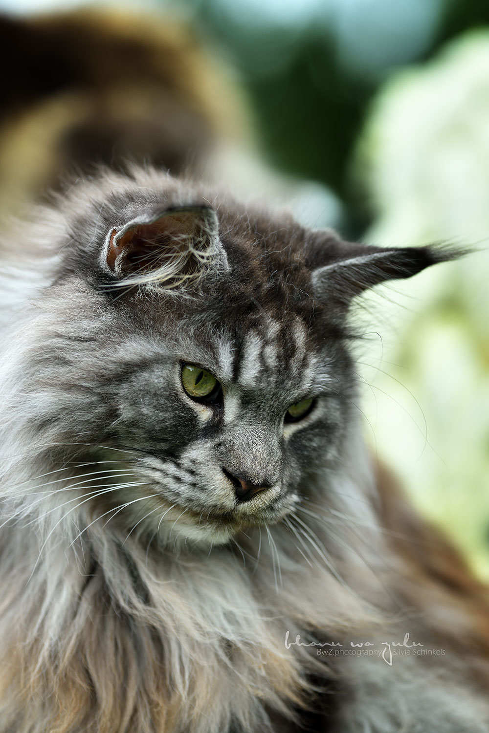 Katzenfotografie nrw
